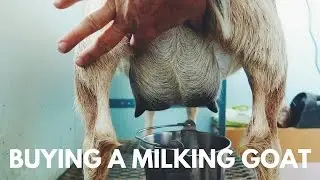 Buying a Milking Goat: Everything you need to Know