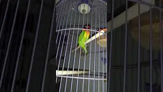 lovebird atraksi pagi-pagi