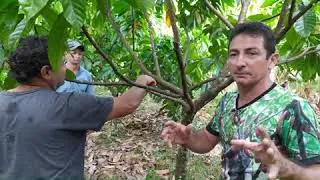 Poda de Cacau Seminal com 3 anos de idade.