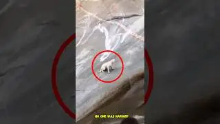 কুকুরটি কিভাবে বেঁচে ফিরলো দেখুন 🥹💕