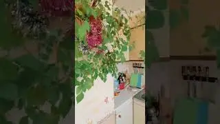 Трёхкомнатная квартира в Москве