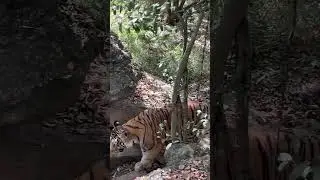 #tiger spotted in #bannerghatta #zoo #youtubexbgmi
