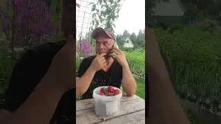 Клубники мало в этом году