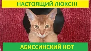 Абиссинский кот Люксор! Настоящий 