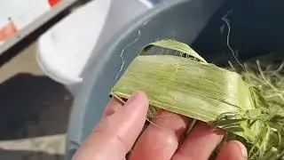 Growing Hemp for Fiber