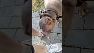 БУЛЛИ ЧИЛИТ НА УЛИЦЕ  #americanbully  #животные  #американскийбулли #булли #собака #щенки  #dog