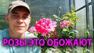 Мои розы УМИРАЛИ... Этот ПРОСТОЙ ПОЛИВ ВЕРНУЛ их к жизни! 🌹💧✨