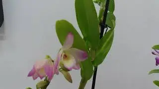 Что мы купили в теплице у Алекса ч2