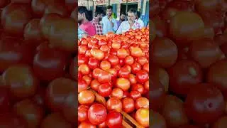 Punganur tomato Market 3/10/2024 #punganurtomatomarket #trending #tomato #tomatomarket