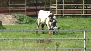 Телёнок Миша становится настоящим бычком🐄 ПАРК ЗЕМЛЯ ПРАЙДА 🌿