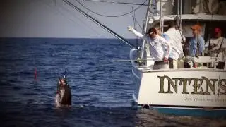 Billfish Battle on the Line Trailer