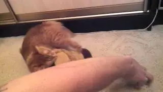 Orange & Morty Апельсин и Морти (Vine november2013)