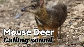 Mouse Deer Calling Sound
