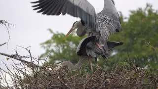 Great Blue Heron Mating