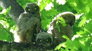 Great Horned Owl Chicks