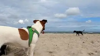 Lusia i morze. 9 months Jack Russell Terier.
