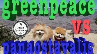 Самые прикольные собаки в мире  Видео приколы собаки и белка на ютуб  Смешные собаки в нашем видео