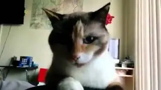 Кот злорадствует