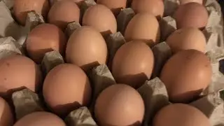 SERIOUS ISSUES WITH EGGS