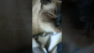 Соня Маняша#Shorts#