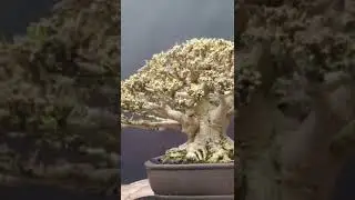 Bonsai Anting Putri kelas Bintang Super perfect