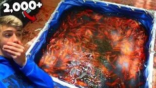 Rescuing 2,000+ Goldfish From Dried Up Pond (RESCUE MISSION)