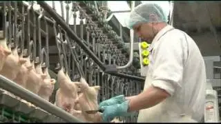 Deel 1 van 2 - De pluimveevleessector in Nederland