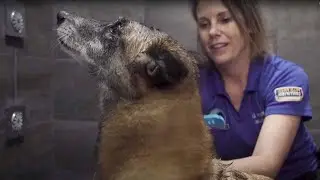Change Bath Time from Chaotic to Calm for Your Pet