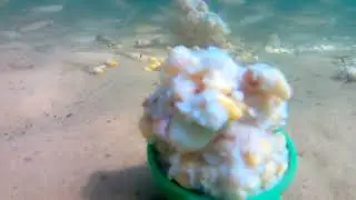Ну очень тихое видео, реальность под водой, только видеокамера, кормушка и разнообразные рыбы