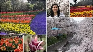 VLOG #15     PRIMAVERA  -  TULIPAS E SAKURA NO JAPÃO