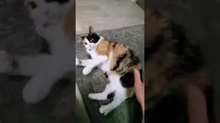 Kitten Keyboard! 😸 #shorts #comedyvideos #cat #kitten