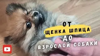 Pomeranian Spitz 🐾 How the puppy has changed 🐾 2 years difference