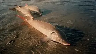 МВ Подкаменная Тунгуска Трофейный турнир Русская рыбалка 3.7.5