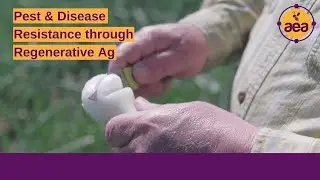 Finding Solutions to Thrips and Pink Root with Regenerative Agriculture