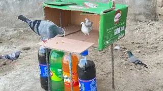 How To Make Pigeon Trap Using Cardboard And Pepsi With 7Up Bottles | 