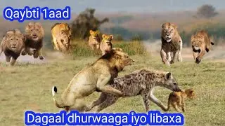 Dagaal dhurwaaga iyo libaaxa!! Qaybtii ➊ aad