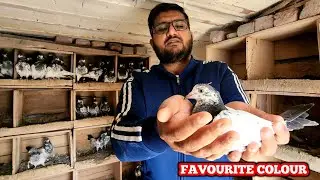 Breeding Ke Liyay Baby Pigeon Rokay