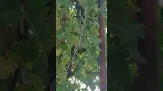 Домашний виноград прямо в своем дворе, для нас это удивительно 🍇