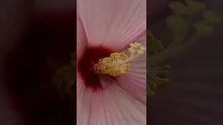 Ботанический сад 