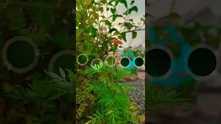 Flower Transition Video #shorts #nnrphotographer #photography #instareels