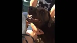 Doggy Scratch