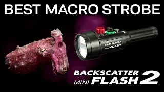 The Best Macro Strobe: Backscatter Mini Flash 2