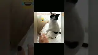 manyak bir kedi 🤣🤣