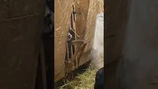 Кастинг на роль подруги Джеймса Бонда точно выиграет Варя 