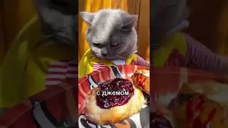 Кот про конфет