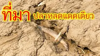 เหลือเชื่อคุณลุงกำลังหา ปลาหลดแดดเดียว!!!