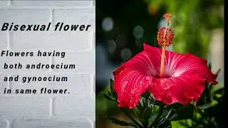 Bisexual, unisexual flowers, male and female flowers