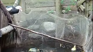 Утята купаются на солнышке