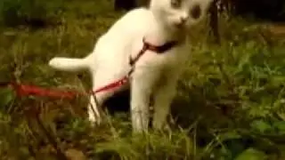 Cat scared  very funny