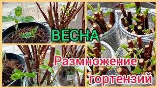 Зелëное черенкование ГОРТЕНЗИЙ весной.